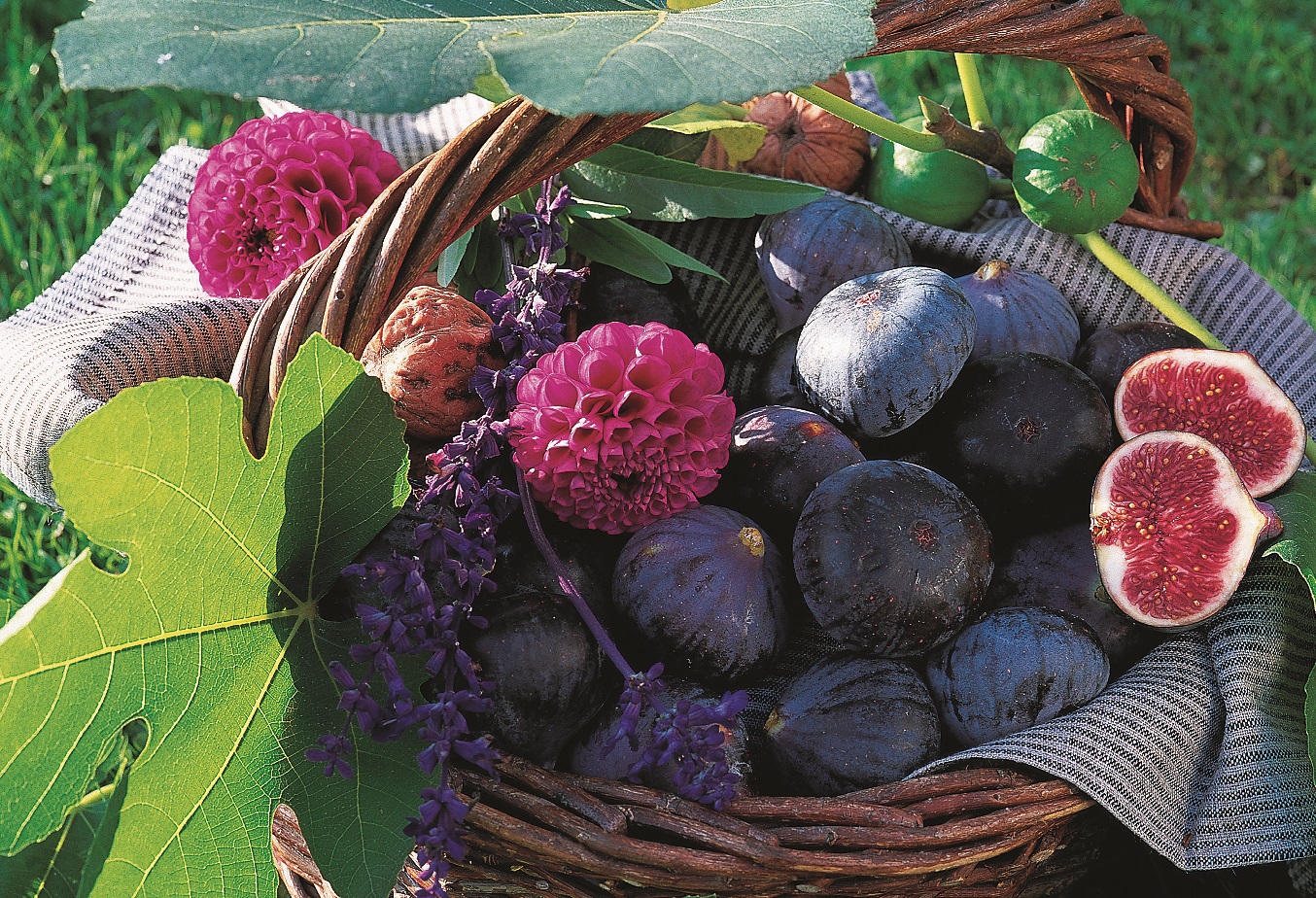 Comment planter et tailler un figuier ? Les de Delbard