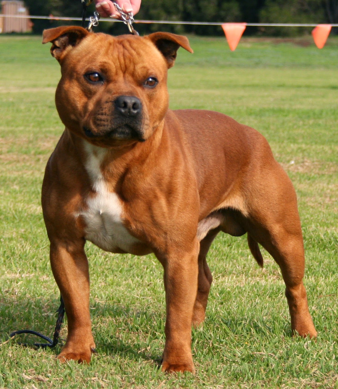 Top 93+ Pictures Staffordshire Bull Terrier Images Full HD, 2k, 4k