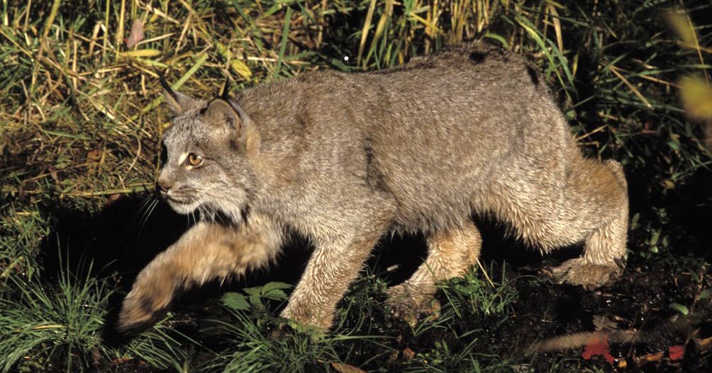 Abe's Animals Pictures of the 4 lynx species in a country or state where they live in