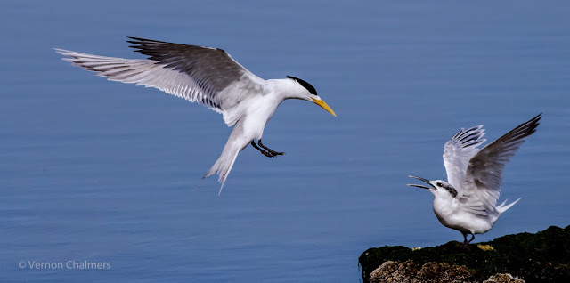 Swift Tern with chick - Milnerton Lagoon / Woodbridge Island, Cape Town