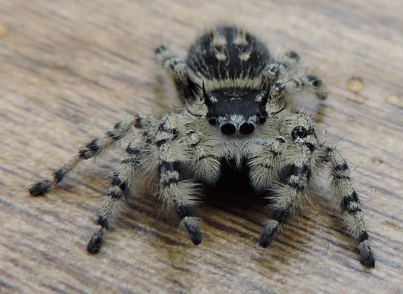 Tan Jumping Spider  Missouri Department of Conservation