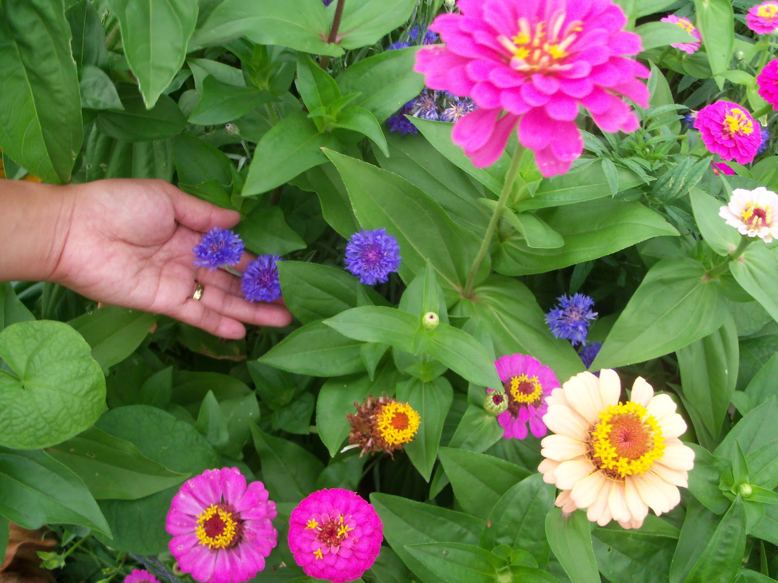 Flower Bed ( How To Make Flower Bed and How To Plant Flower Seed