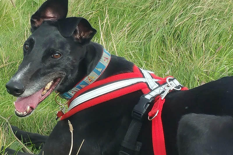 The Most Effective Canine Assistance Harnesses