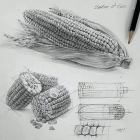 12-Sweetcorn-on-the-cob-Anjjaemi-www-designstack-co