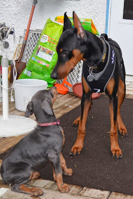 Grandbaby-Onyx and new Misty Blue Photo by Trisha Field