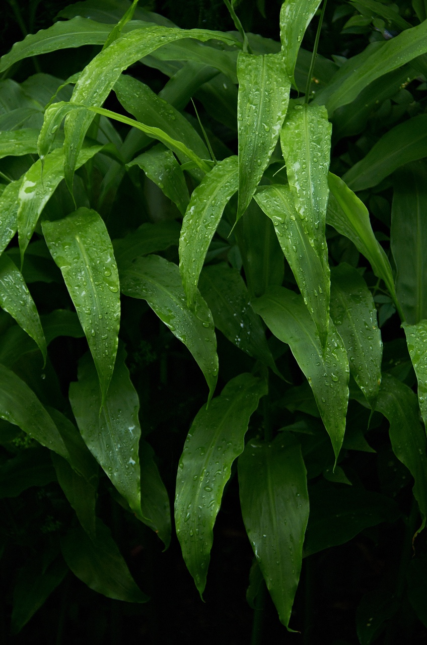 Shinjuku Mad - Rainy season 04