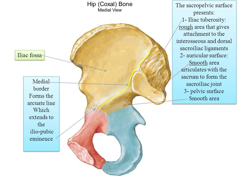 Hip Bone Coxal Bone Innominate Bone