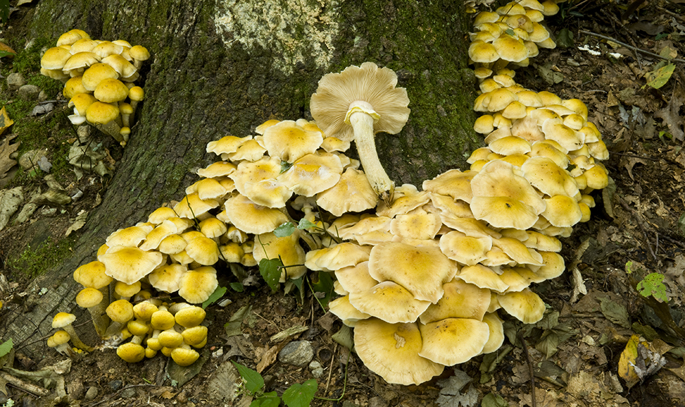 The 3 Foragers Foraging for Wild, Natural, Organic Food Honey