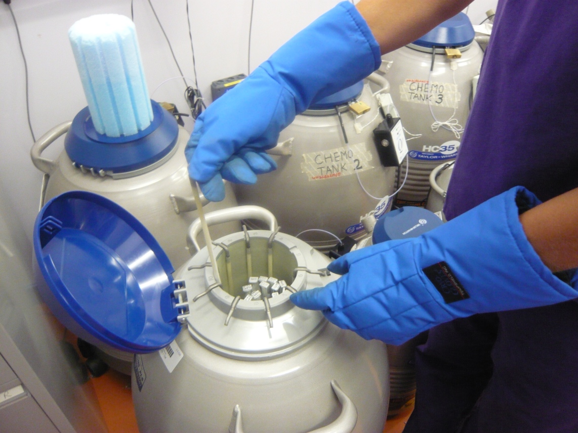 заморозка эмбрионов при эко. криоконсервация ооцитов и эмбрионов. хранение эмбрионов. клетка зародыша человека. эмбрионы в заморозке.