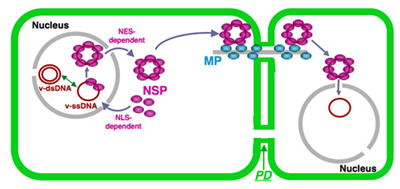 Cell-to-cell Communication