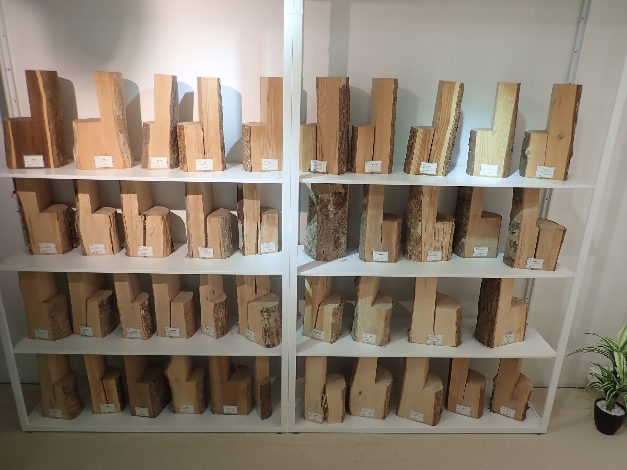 会社は絶滅した鳥類であるドードーを「復活させる」プロジェクトを立ち上げる