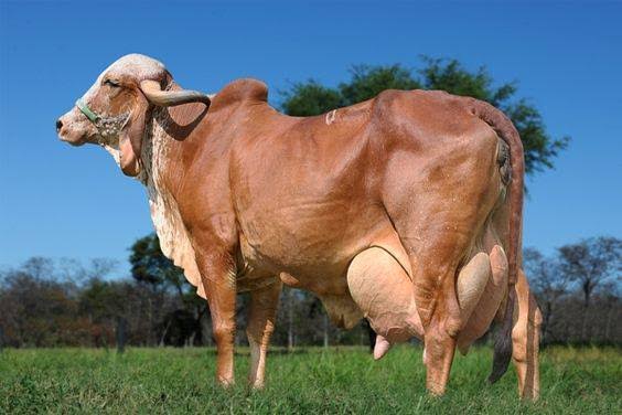 ગાય અને ભેંસનું દૂધ વધારવાની સંપૂર્ણ માહિતી.