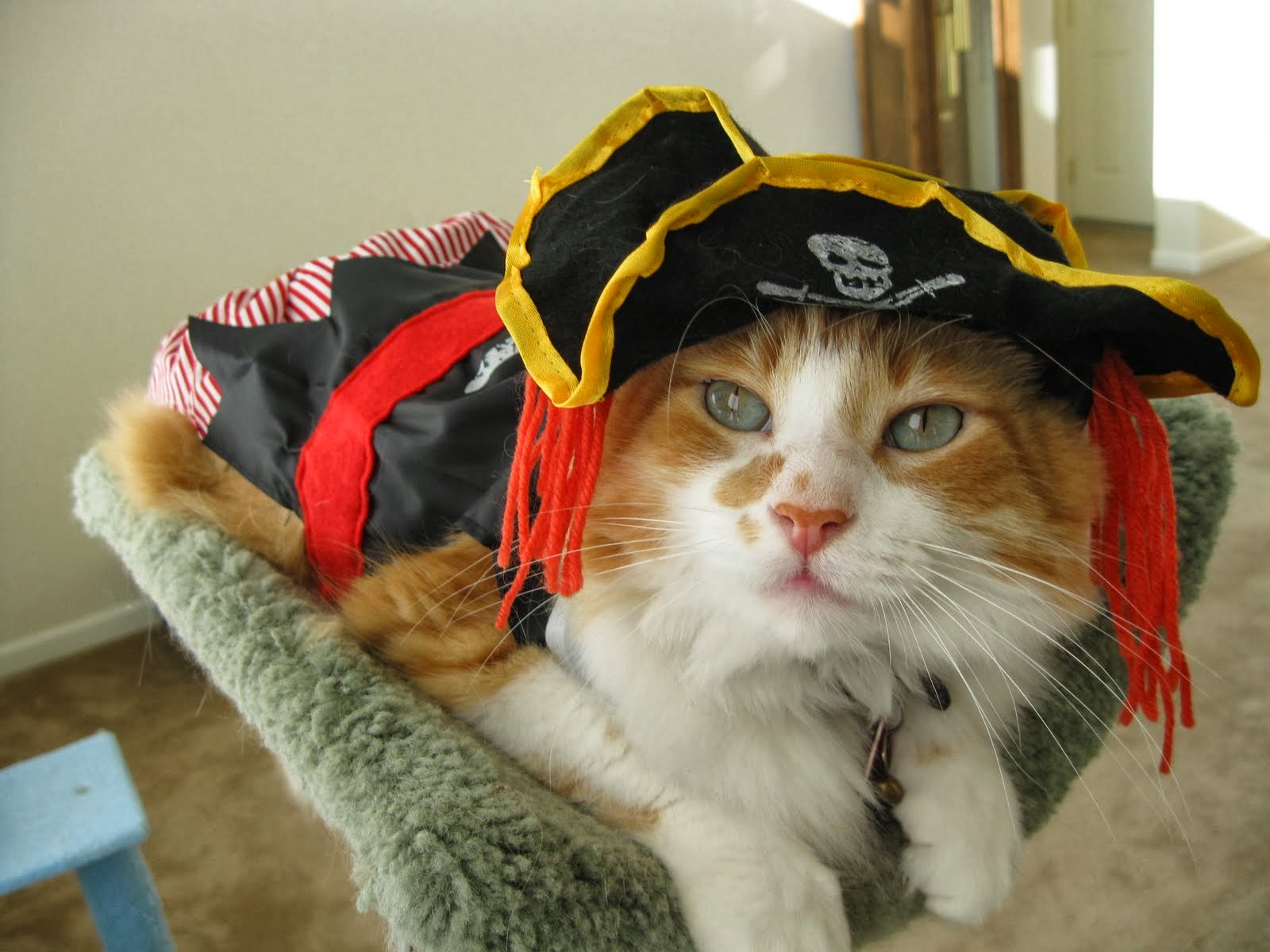 Caterville Pirate Cats