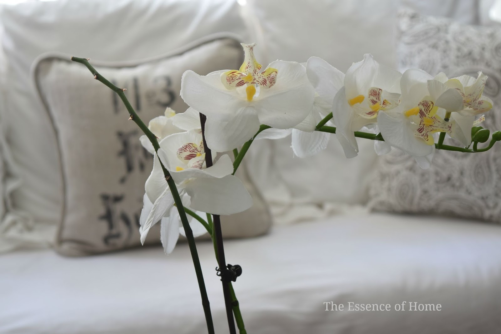 The Essence of Home What To Do When Your Orchid Has No Flowers