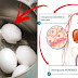 AMAZING: Hard Boiled Egg Has Surprising Effects in Maintaining Blood Sugar Level!
