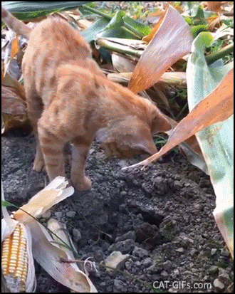 Funny Cat GIF • Confused cat meets a groundhog for the first time. Who are you and WTF you want? Funny Cat GIF • Confused cat meets a groundhog for the first time. Who are you and WTF you want?