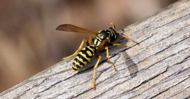 Yaban arılarının üstünlerinde sarı ve siyah renkli şeritler vardır, bu şeritler tehlikeliyim işaretidir.