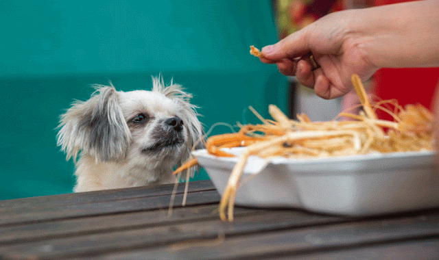 Can My Dog ​​Eat Mussels? Is Mussels Safe For Dogs?