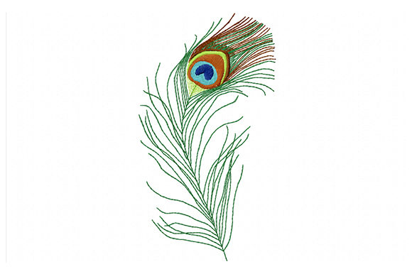 Colorful peacock feather