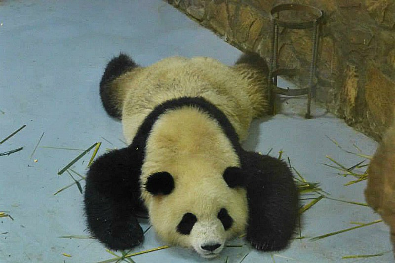 riserva panda gigante chengdu cina