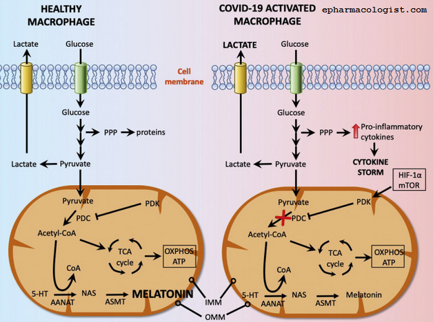 الميلاتونين يثبط عاصفة السيتوكين التي يسببها COVID-19 عن طريق عكس تحلل السكر في الخلايا المناعية: