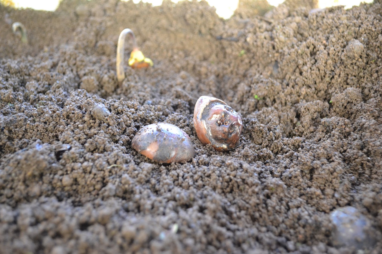 Landscape of Mauritius Tambalacoque propagation