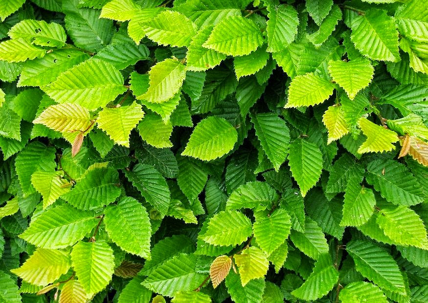 Le Douaire. Île de Vivre.: Tout savoir sur Le charme, charmille ...