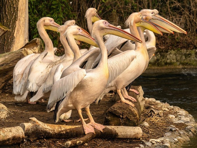 Pelican Gang