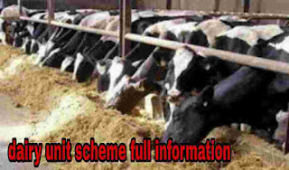government scheme dairy farm up to rs 7 lakh loan and 25 parents subsidy for animal husbandry