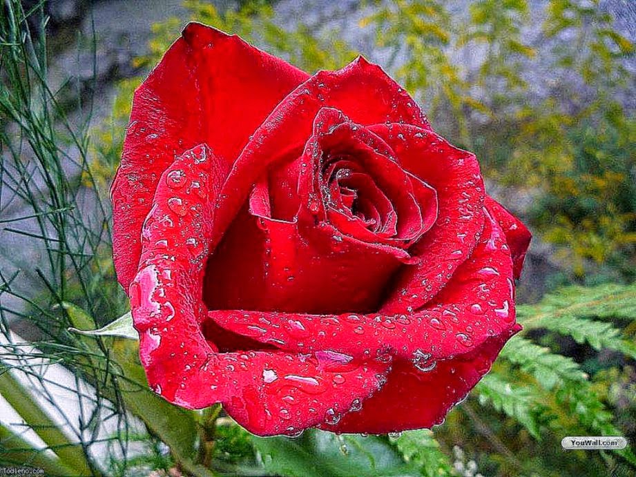 Red Rose With Dew Drops Wallpaper