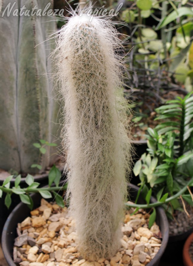 Vista del cactus Viejito (Cephalocereus senilis) en maceta