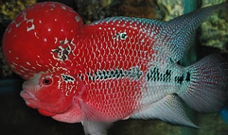 budidaya ikan louhan budidaya ikan louhan