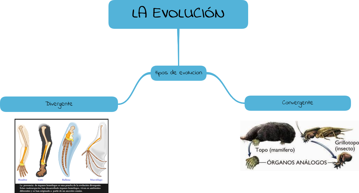 LA EVOLUCIÓN : TIPOS DE LA EVOLUCIÓN