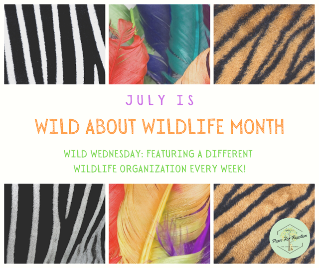 July is Wild About Wildlife Month: Introducing Wild Wednesday!