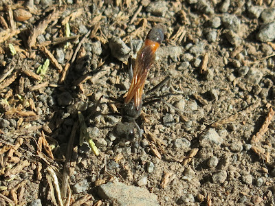Great Golden Digger Wasp, Monday, November 07, 2016, 12:53:49 PM