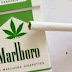 Η Phillip Morris θα αρχίσει την παραγωγή μαριχουάνας στα τσιγάρα.