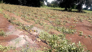 पाऊस आला धावून, शेत गेले वाहून! मुसळधार पावसाने पिकांचे नुकसान