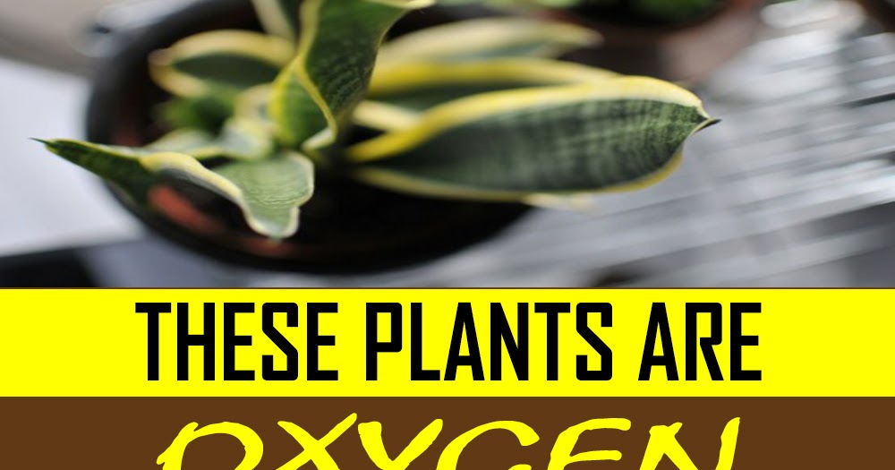 5 plants to clear your lungs with each breath