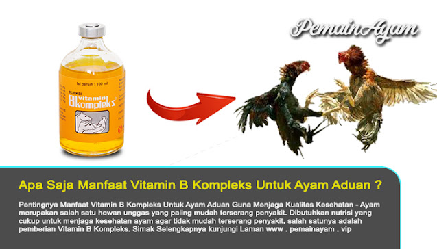 Fungsi Dan Manfaat Dari Vitamin B Kompleks Untuk Ayam Jago Adua