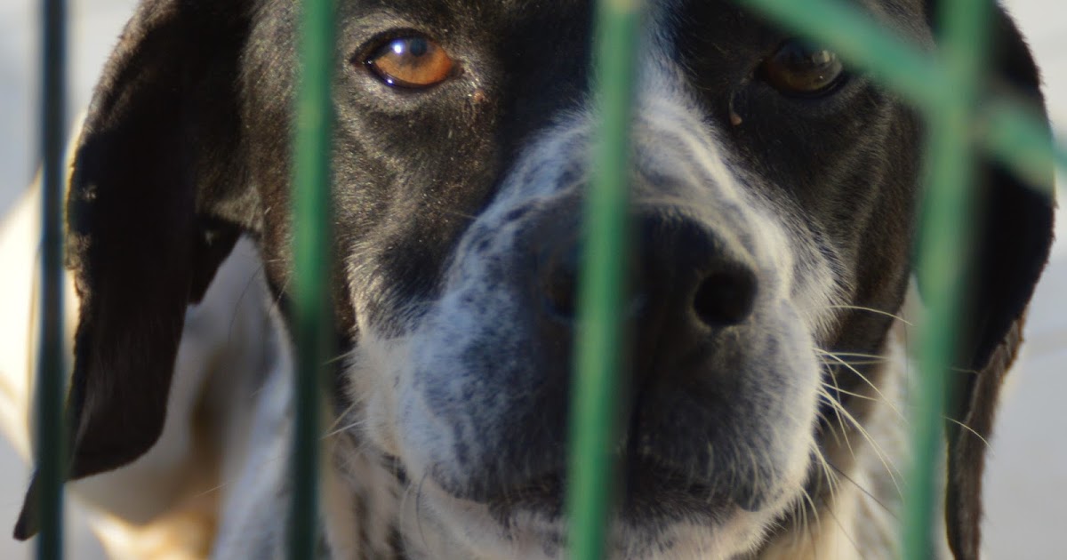 Hunde aus ZentralPortugal adoptieren Joey