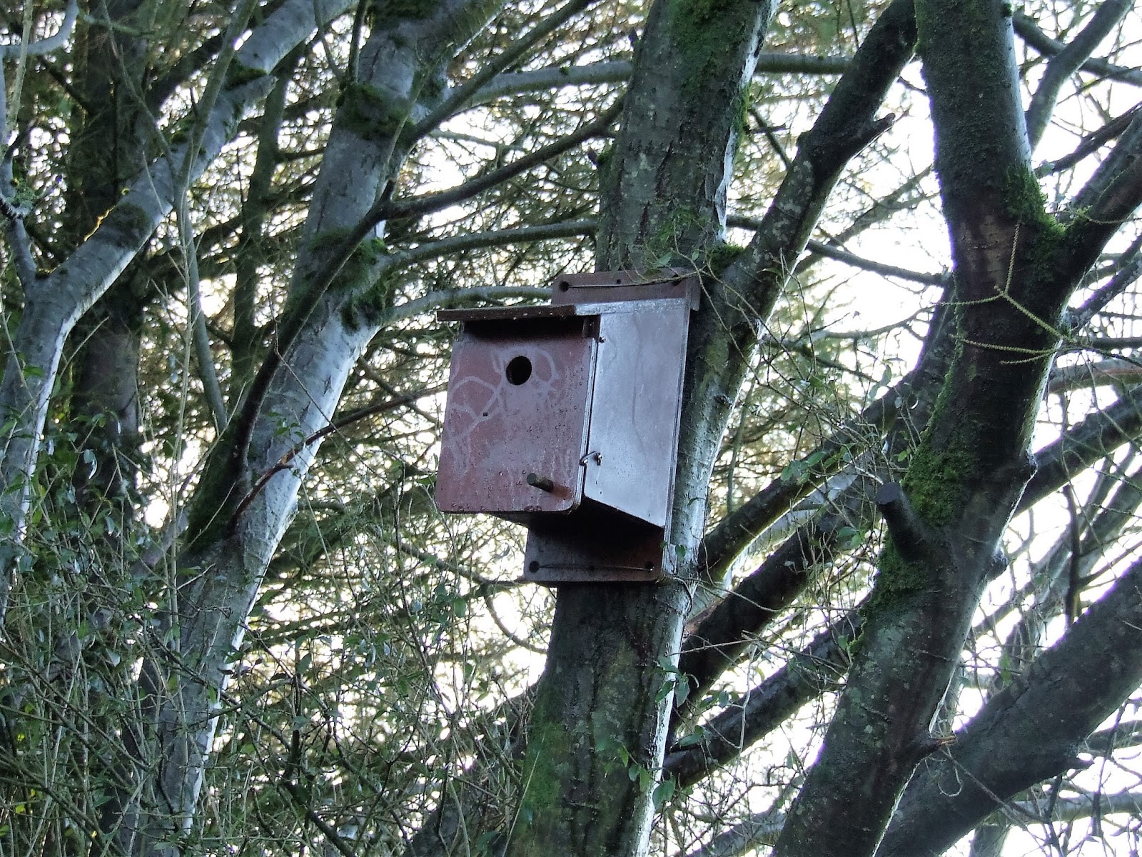 BirdWatch Ireland Cavan Branch New nest boxes