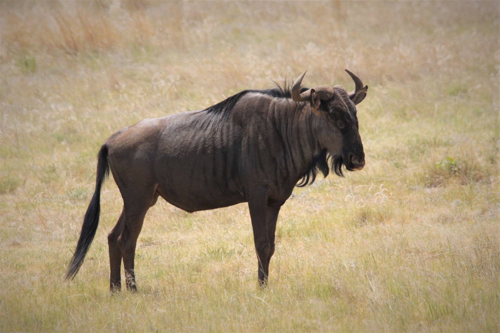 Гну сканворд. Рога антилопы гну. Черная антилопа гну. Black Wildebeest. Black Wildebeest животное.