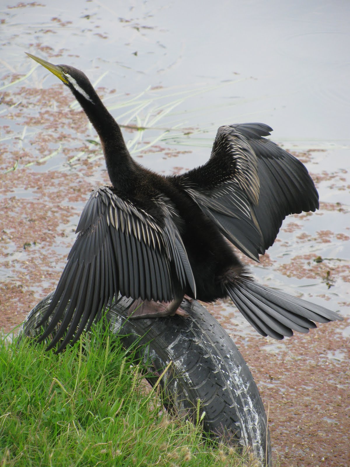 Barwon Blog: Barwon River Bird Photos - updated 21.2.15