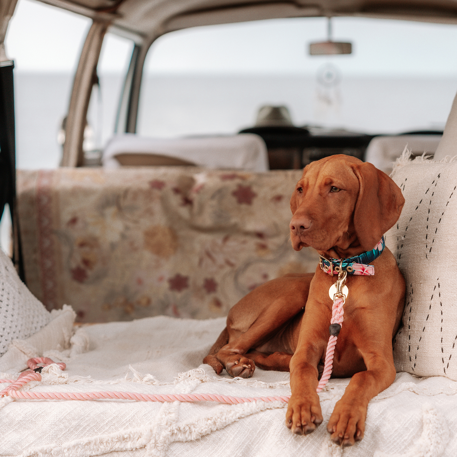 15 Sustainable Pet Brands for Dog Lovers Australian Dog Lover