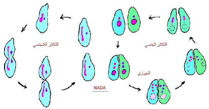 تستخدم احيانا مواد لينة في قاعات الاحتفالات لمنع حدوث واحدة من الظواهر التالية