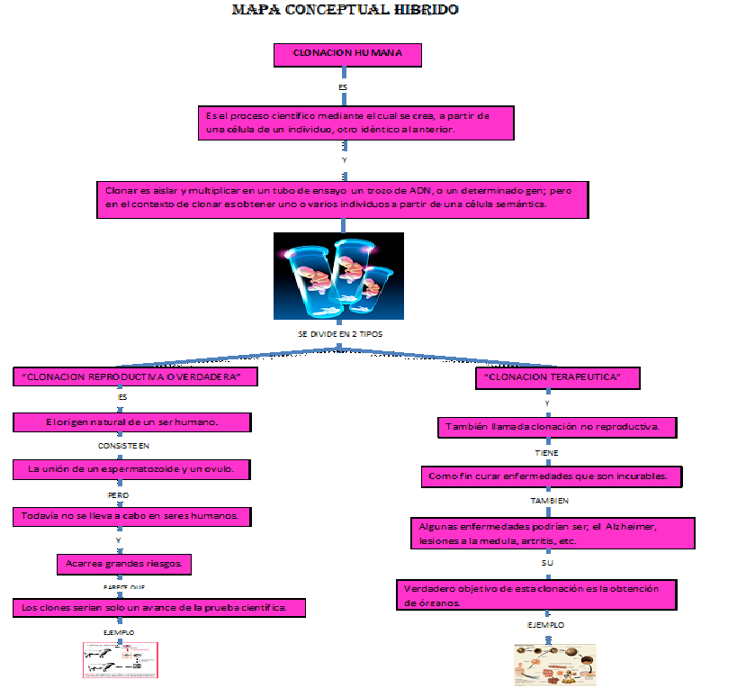 LA CLONACION HUMANA: MAPA CONCEPTUAL JERARQUICO HIBRIDO (GESTION DEL ...