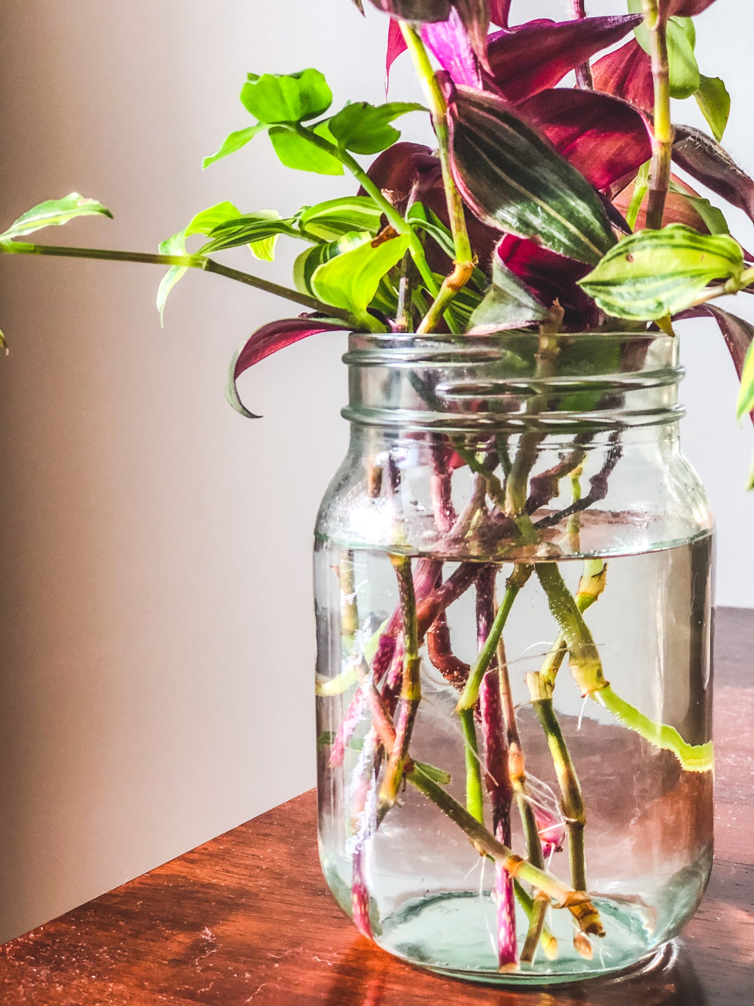 How to propagate plants in water Shaw Avenue