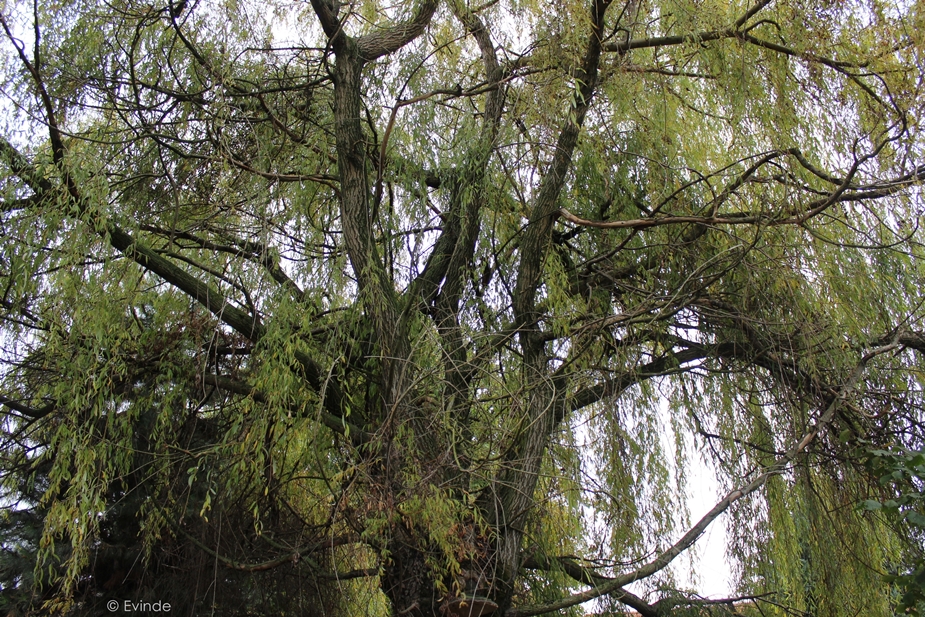 Weeping Willow Forest Spirit | SFX Halloween Makeup | Evinde&rsquo;s Blog