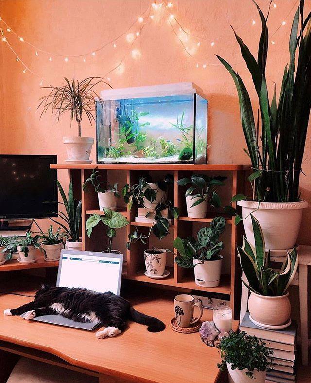 Los animales y plantas son "seres vivos que potencian el chi/energí