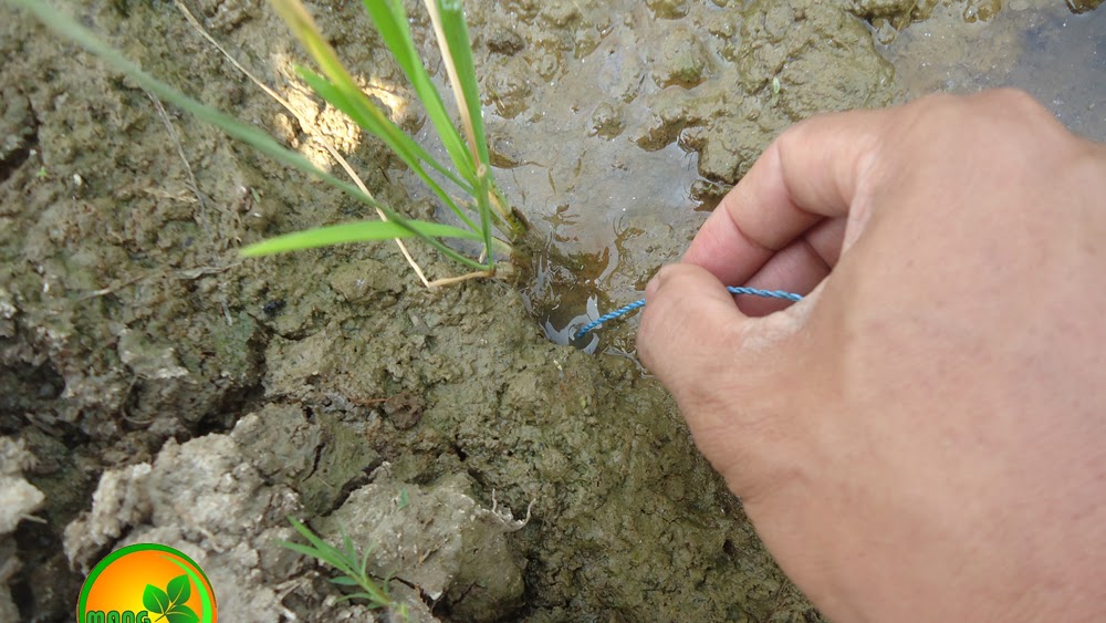 Cara Ngurek Mancing Belut Di Sawah Yang Benar
